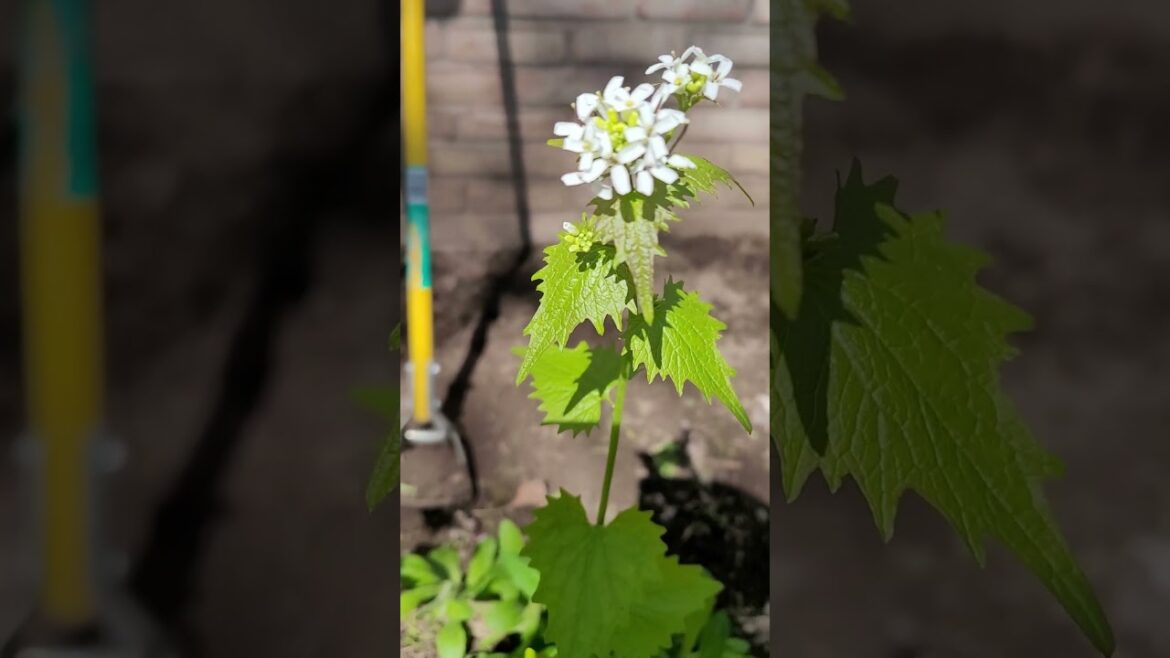 Knowing What's Growing: Garlic Mustard #garden #gardening #shorts