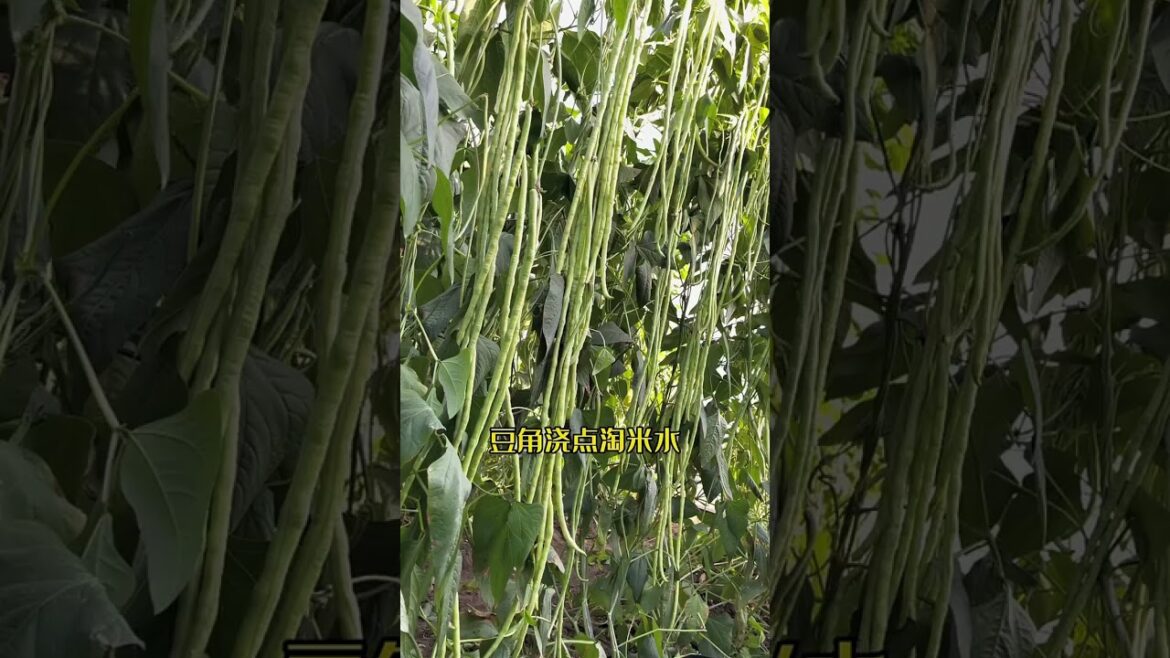 I growing garden at home by Meimei/ Vegetable