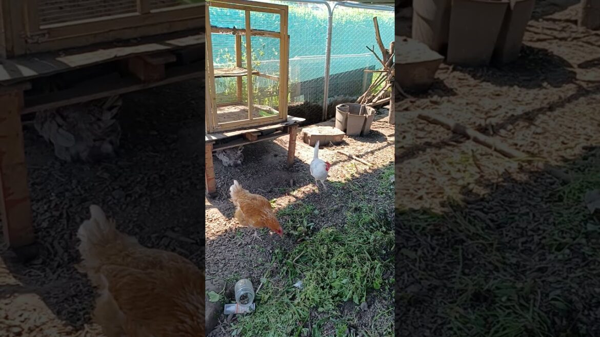 chickens 😍 #gardening #ytshorts #gardening_tips #gardeningtips #nature #chickens #ducks #flowers