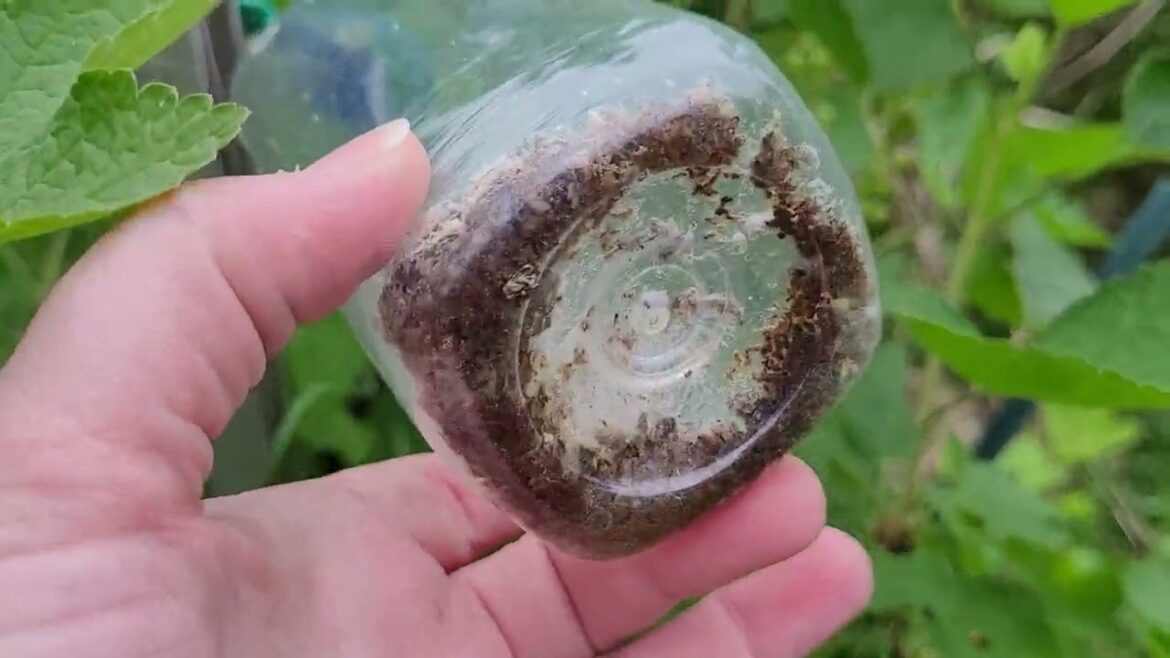 Property Plant Perimeter & Projects! #gardening #permaculture #ediblelandscape #hazelnut