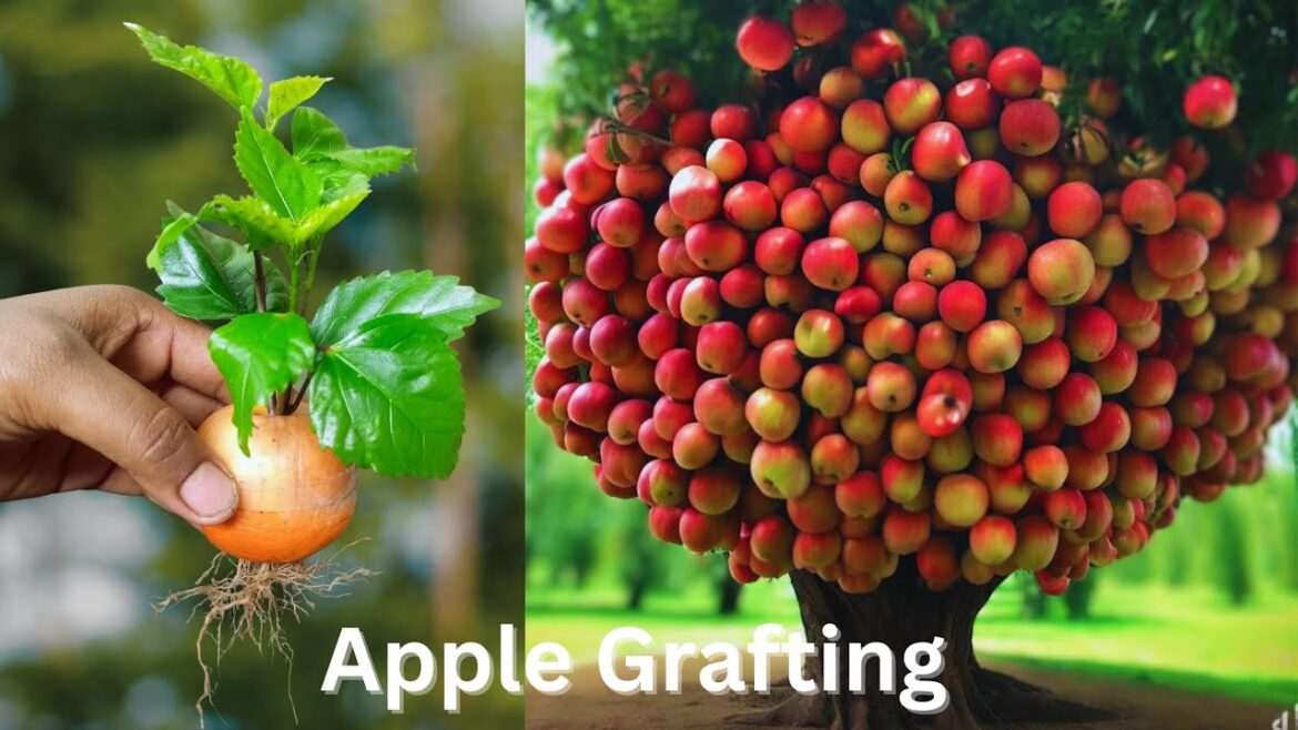 Great !! How to Grow Apple Fruit from Single Tree with Aloe Vera and Toothpaste | How to Grafting