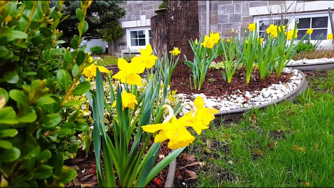 Our First Spring Garden Tour in Our Front Yard  #gardentour #spring #garden #gardening #daffodil
