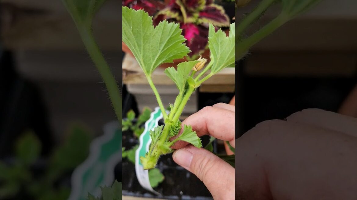 🌷HOW TO propagate Geraniums. EASY #gardening #propagation 🌷HOW TO propagate Geraniums. EASY #gardening #propagation