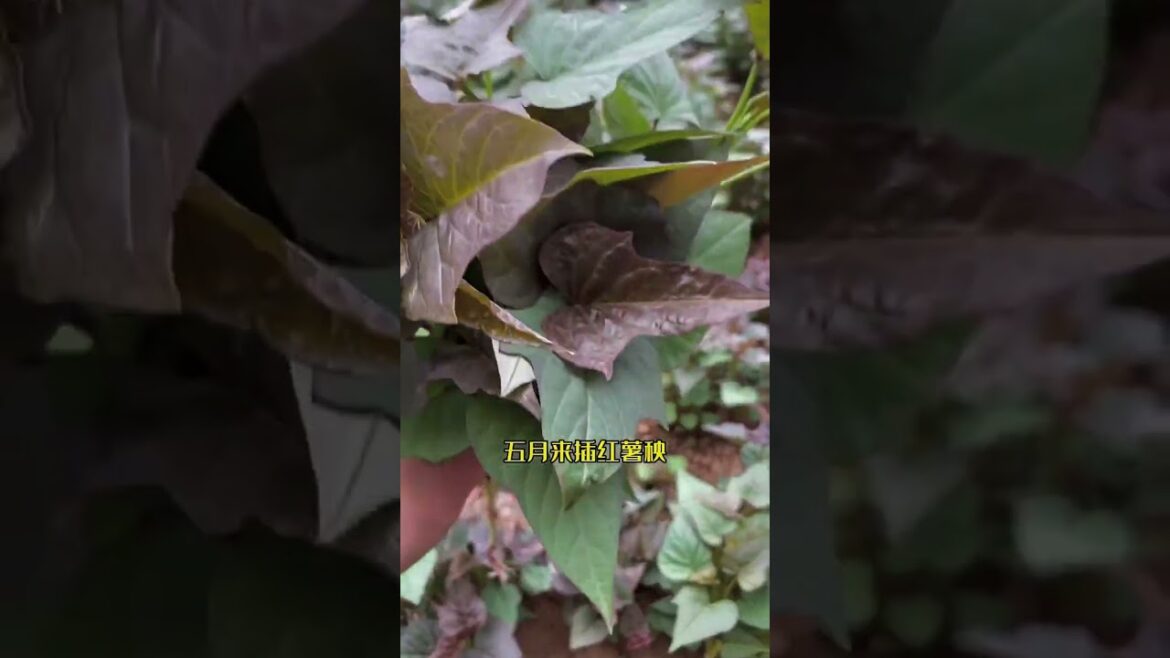 I growing garden at home by Meimei/ Vegetable