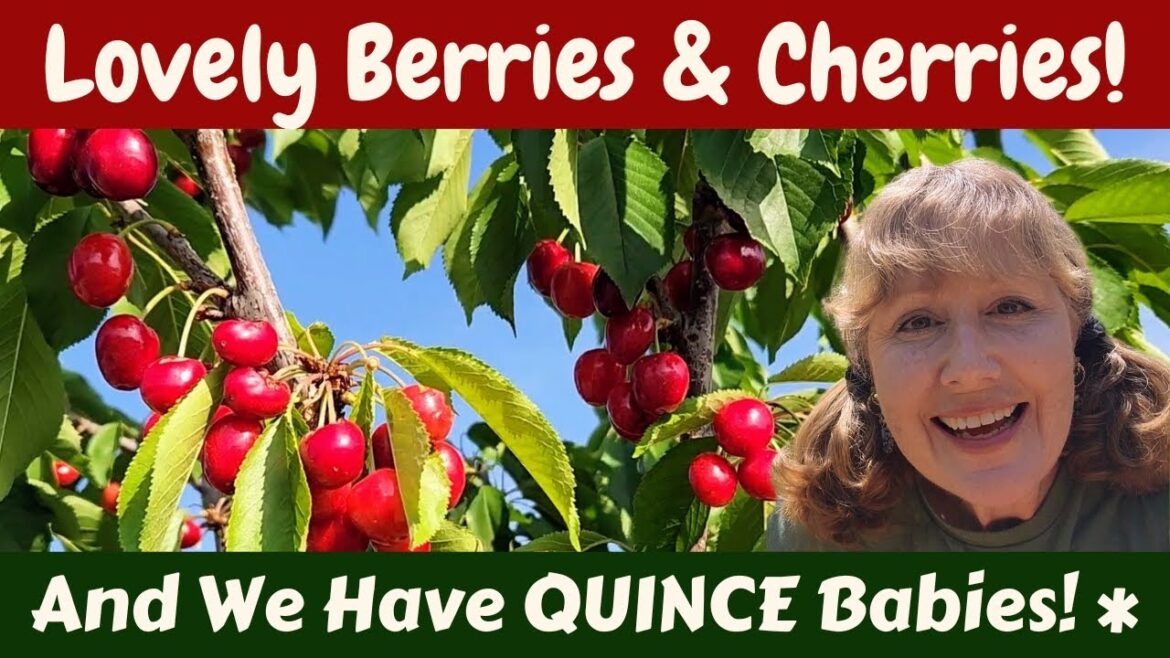 Gaumi Berries, Gooseberries, Raspberries, Mulberries! CHERRIES GALORE! Gaumi Berries, Gooseberries, Raspberries, Mulberries! CHERRIES GALORE!
