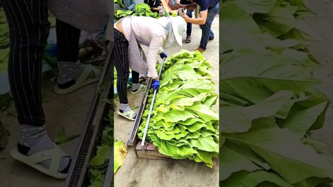 Tobacco leaves processing! #amazingchina #agriculture A1281