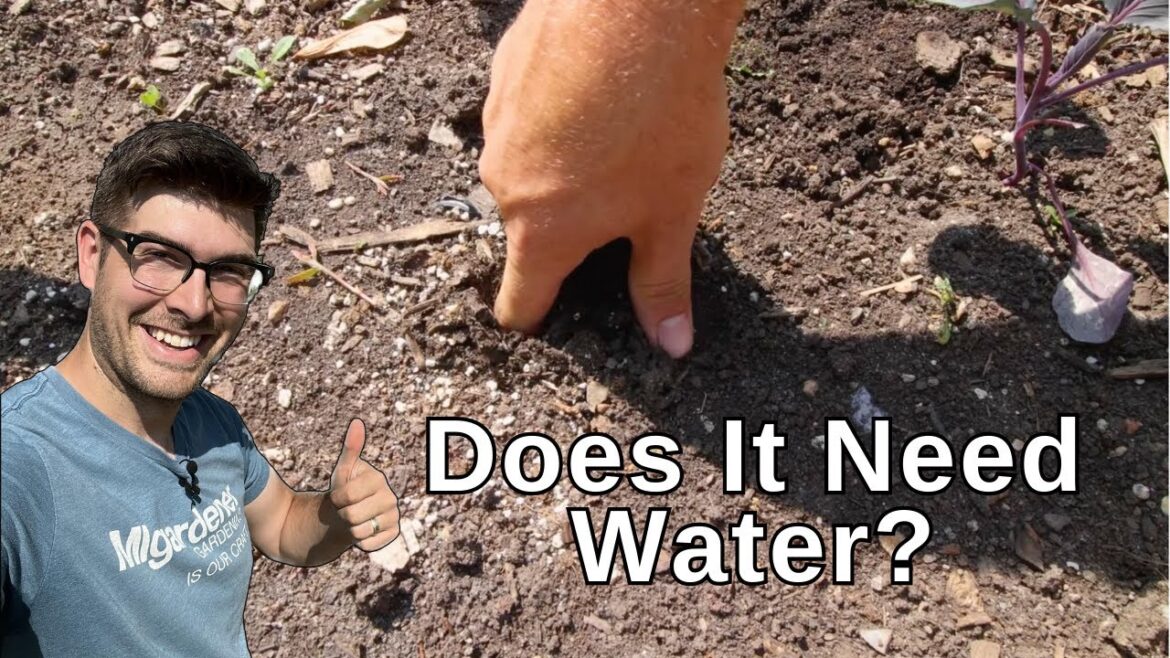 FOUR Ways To Tell If Your Garden Needs Water