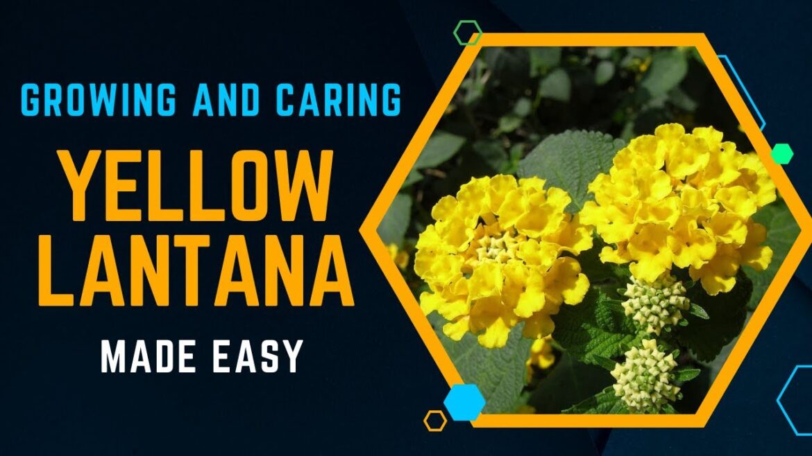 Yellow Lantana Cultivation Made Easy: Guide to Growing and Caring for this Beautiful Yellow Lantana