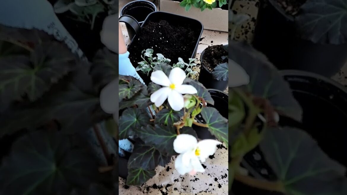 Moon garden, simple full shade container 🌜🌸/ Garden Basics