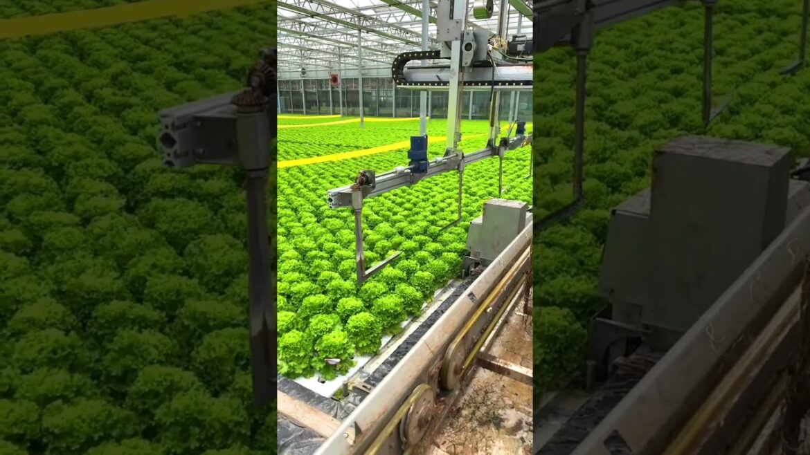 Automatic harvesting Vegetables farm! G4908