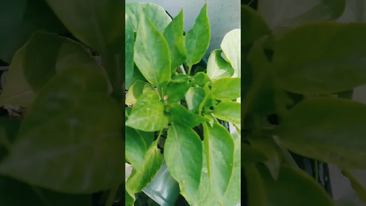 My small kitchen garden update#shorts #short