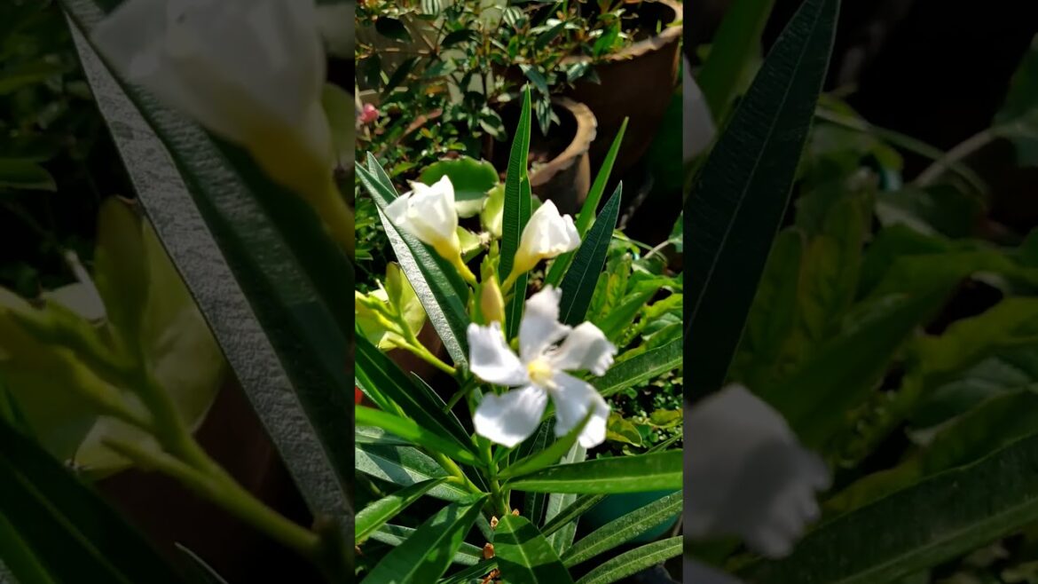 white flower in my garden #youtubeshorts #flower #mygarden #terracegarden #gardeningvideos #shorts