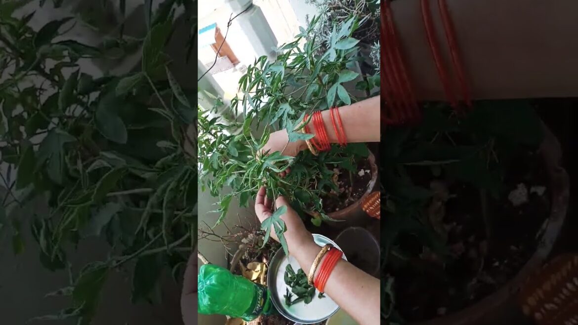 Home grown## Gongura Home grown## Gongura