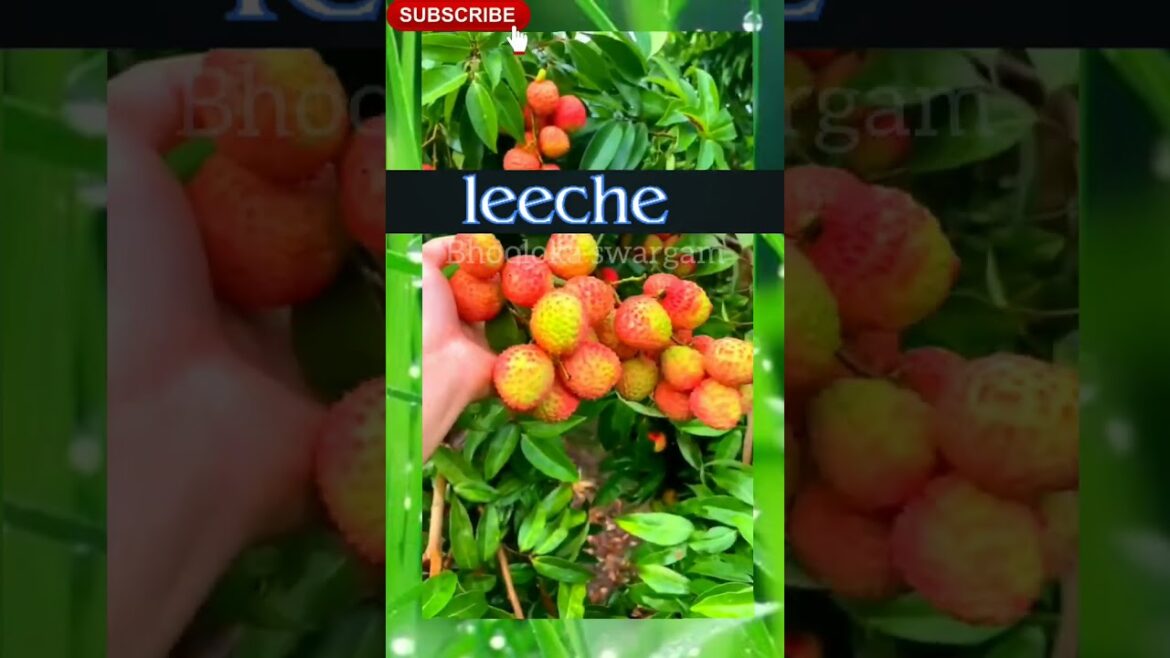 Leeche fruit beautiful garden #shorts #youtubeshorts #shortsyoutube #viral terrace garden