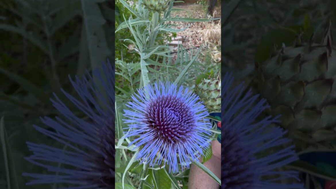 Cardoon—30 Plants in 30 Days; Edibles (Ornamental Too!)