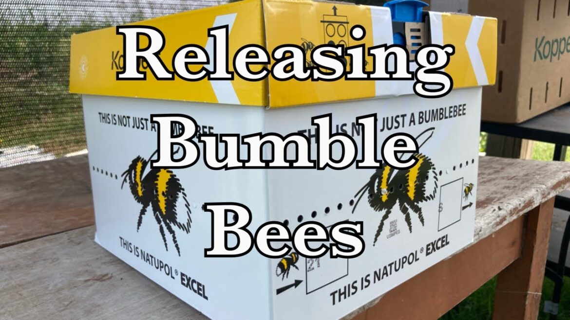 The Cavalry Has Arrived! Releasing our Bumble Bees! 🐝