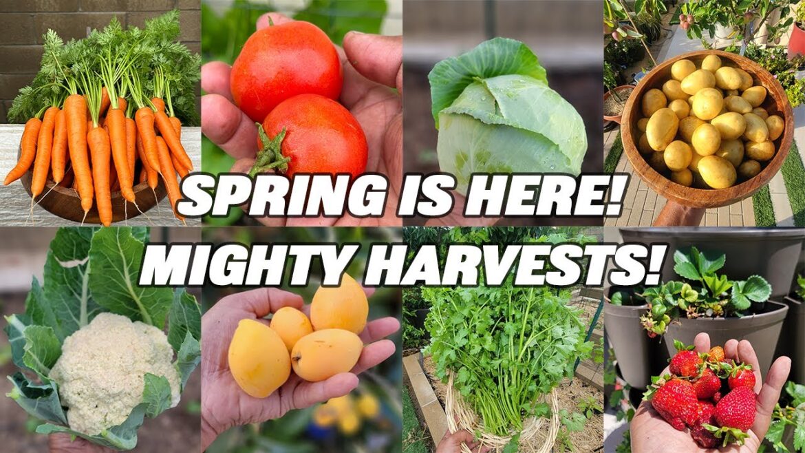 California Gardening: Unbelievable Garden Transformation: One Man’s Spring Harvest in May 2023! Unbelievable Garden Transformation: One Man's Spring Harvest in May 2023!