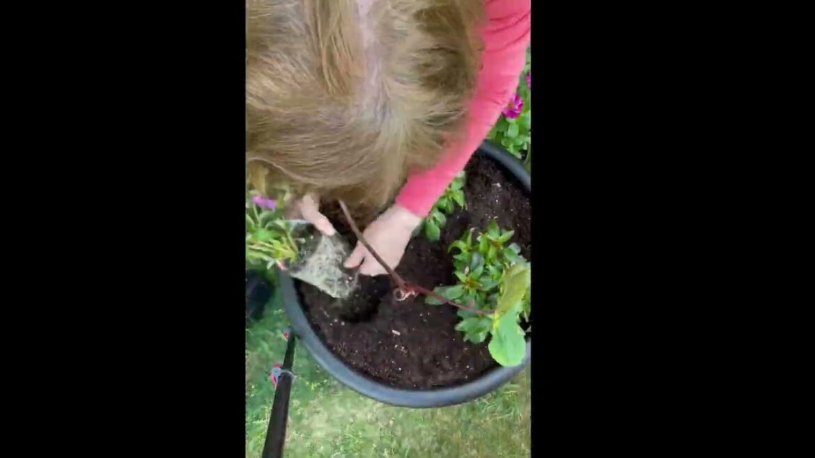 All-America Selections Flowers & Vegetables: Add a touch of the tropics to your containers with New AAS Winner Colocasia Royal Hawaiian Waikiki! Add a touch of the tropics to your containers with New AAS Winner Colocasia Royal Hawaiian Waikiki!