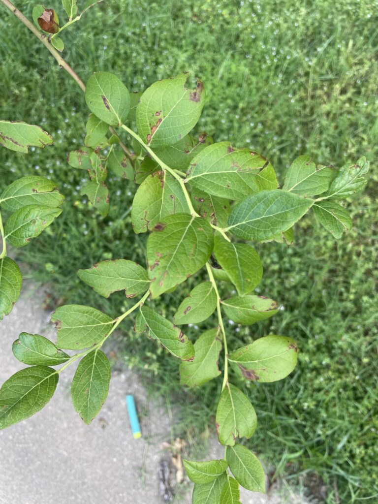 Blueberry leaves are turning rust colored