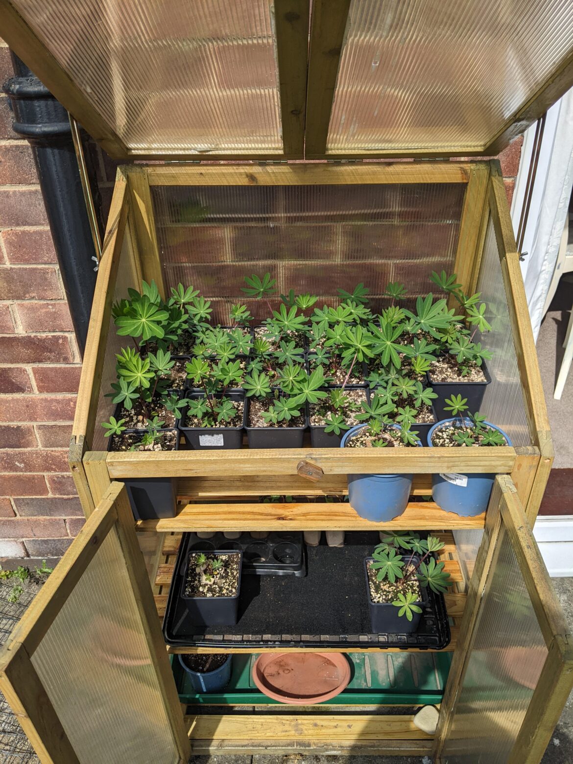 First time growing from seed to plant.