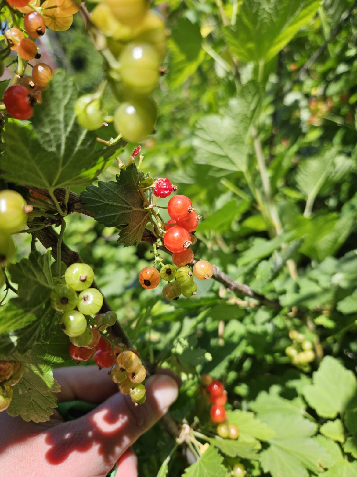 TIL Redcurrants taste a lot better if you actually wait for them to turn red