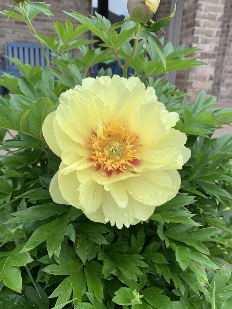 My Itoh Bartzella peonies have began to open today!