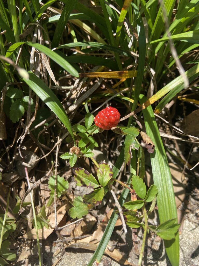 Are these wild raspberries?