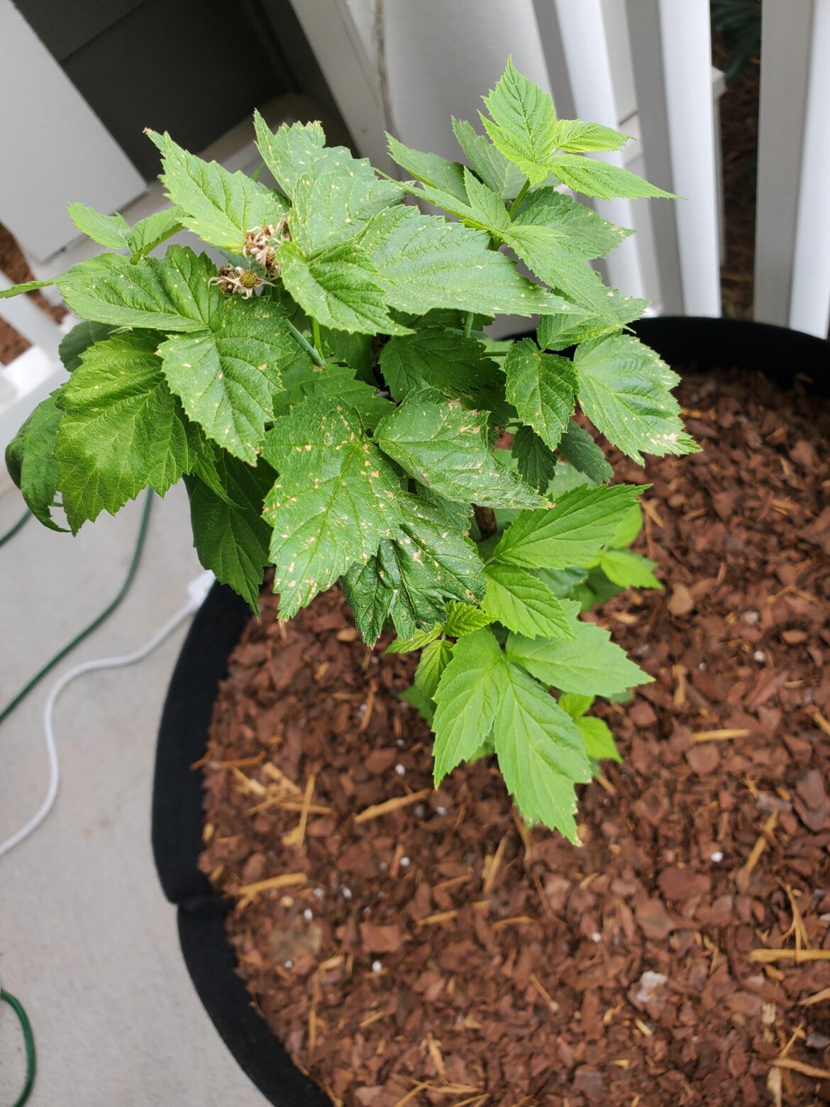 Are these spotted leaves normal?