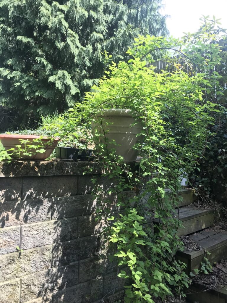 Some photos of Jessica, my rubus occidentalis, stretching her hundreds of new eldritch arms. Awakening to another season of destruction, expansion and ritual blood(meal) sacrifice lol