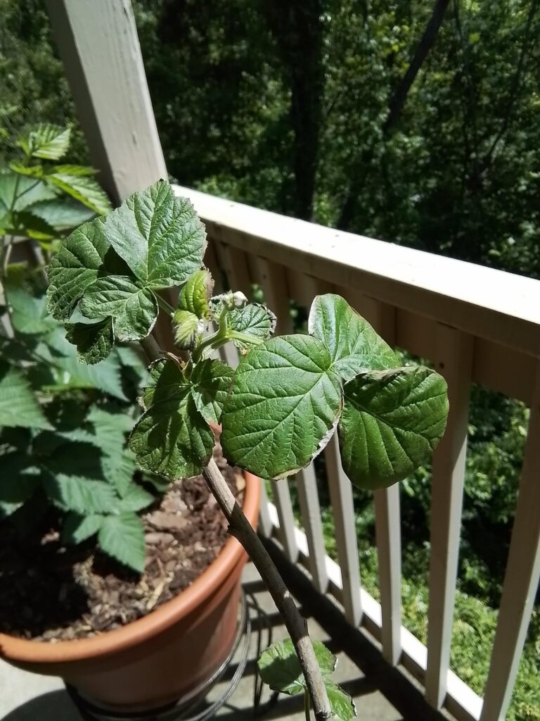 Canby Raspberry leaves turning grey