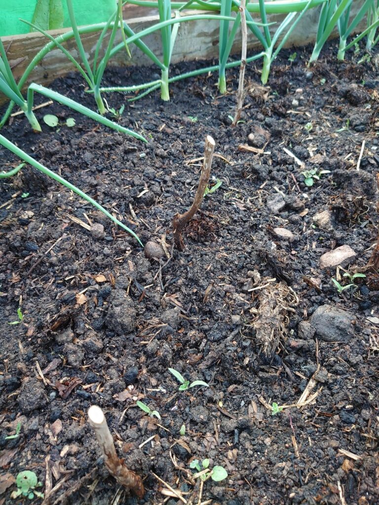 Raspberry cane problems