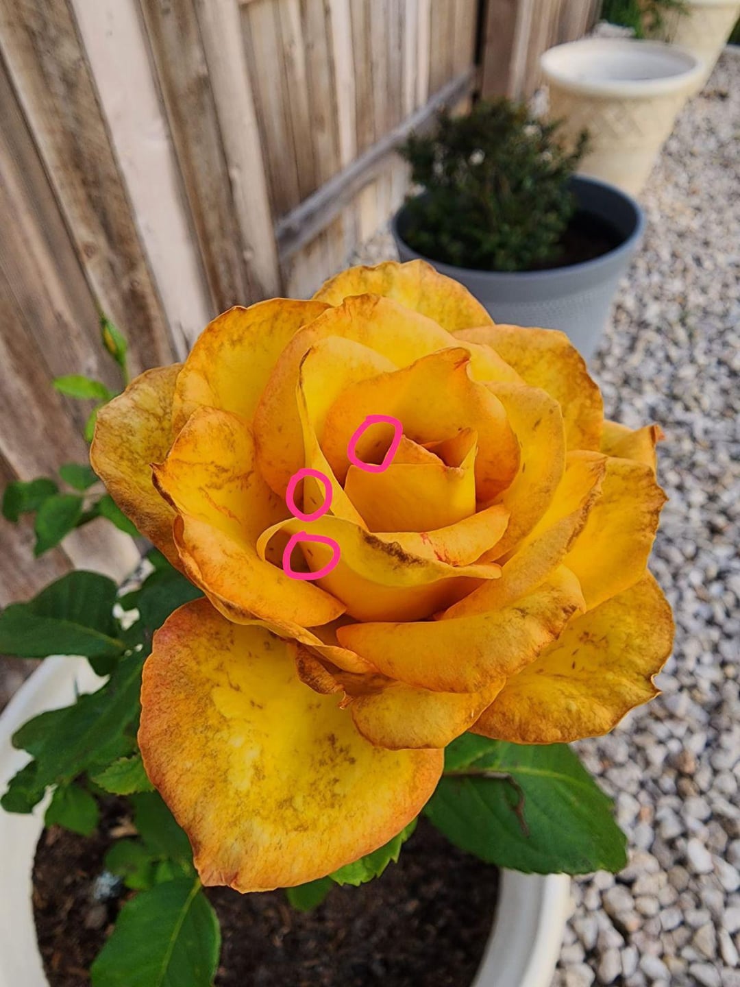 What are the bugs destroying my roses and how to get rid of them? All