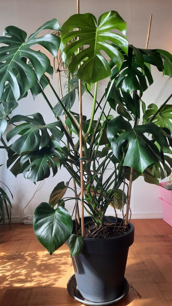 Propagation Propagation