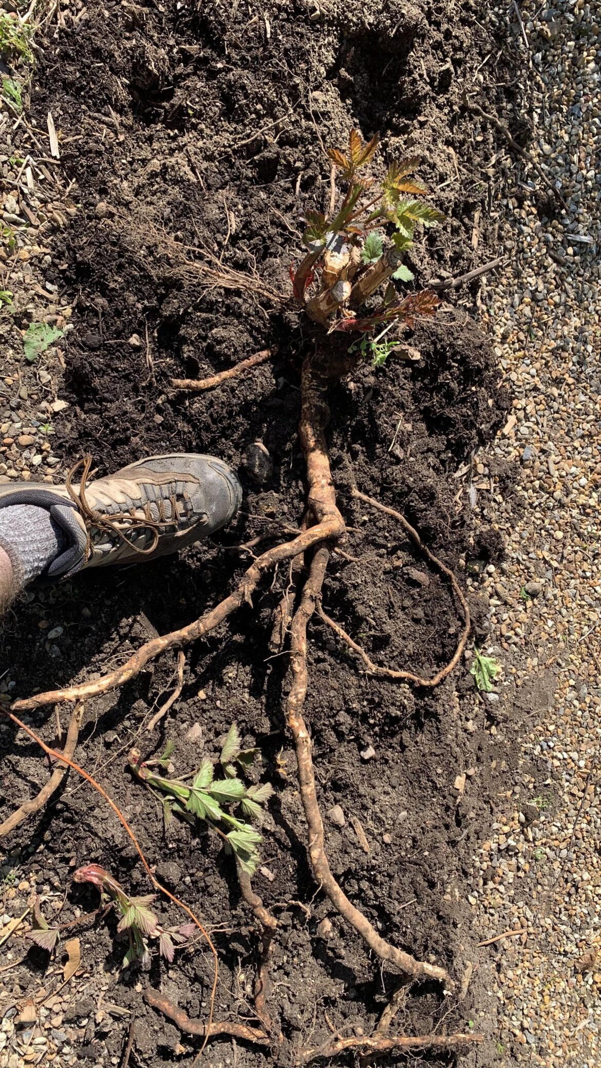Blackberry roots – beast mode activated! Blackberry roots - beast mode activated!