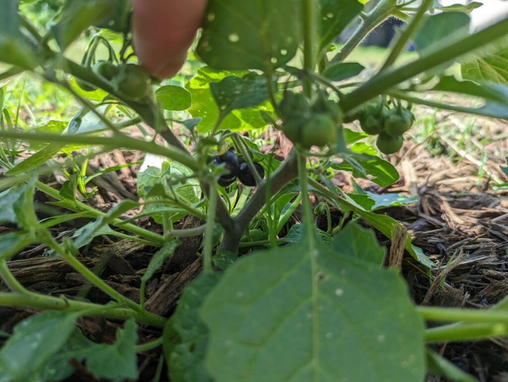 First schwartzbeeren harvest of the year