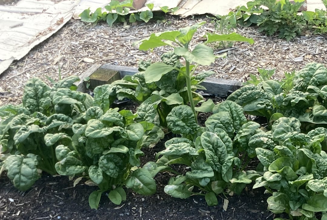 Planted spinach (zone 7a) and this stalk came up as well. What is it