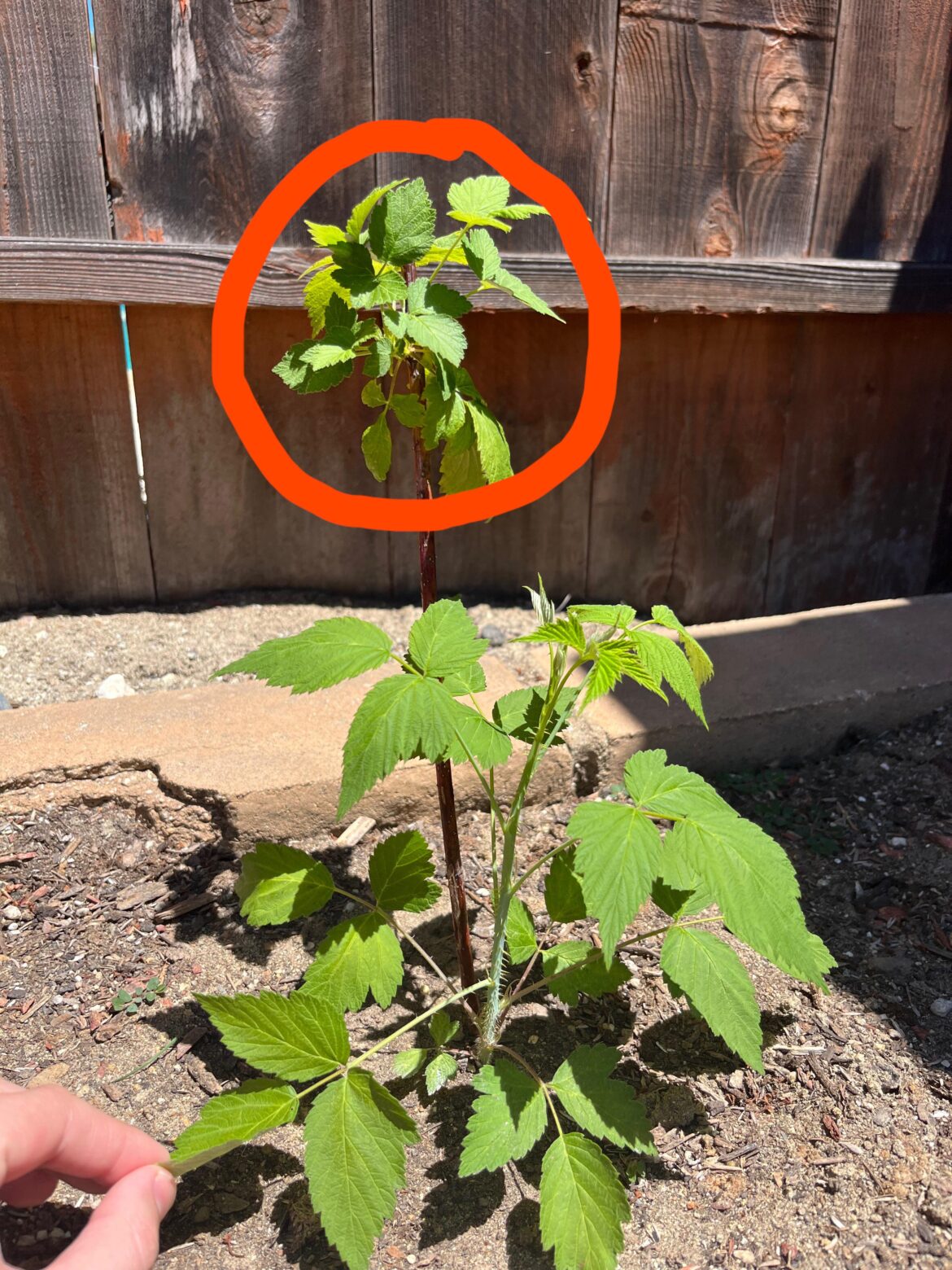 Do I prune this?