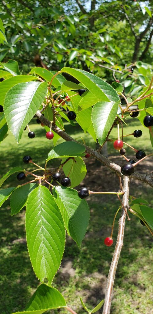 Are these edible?