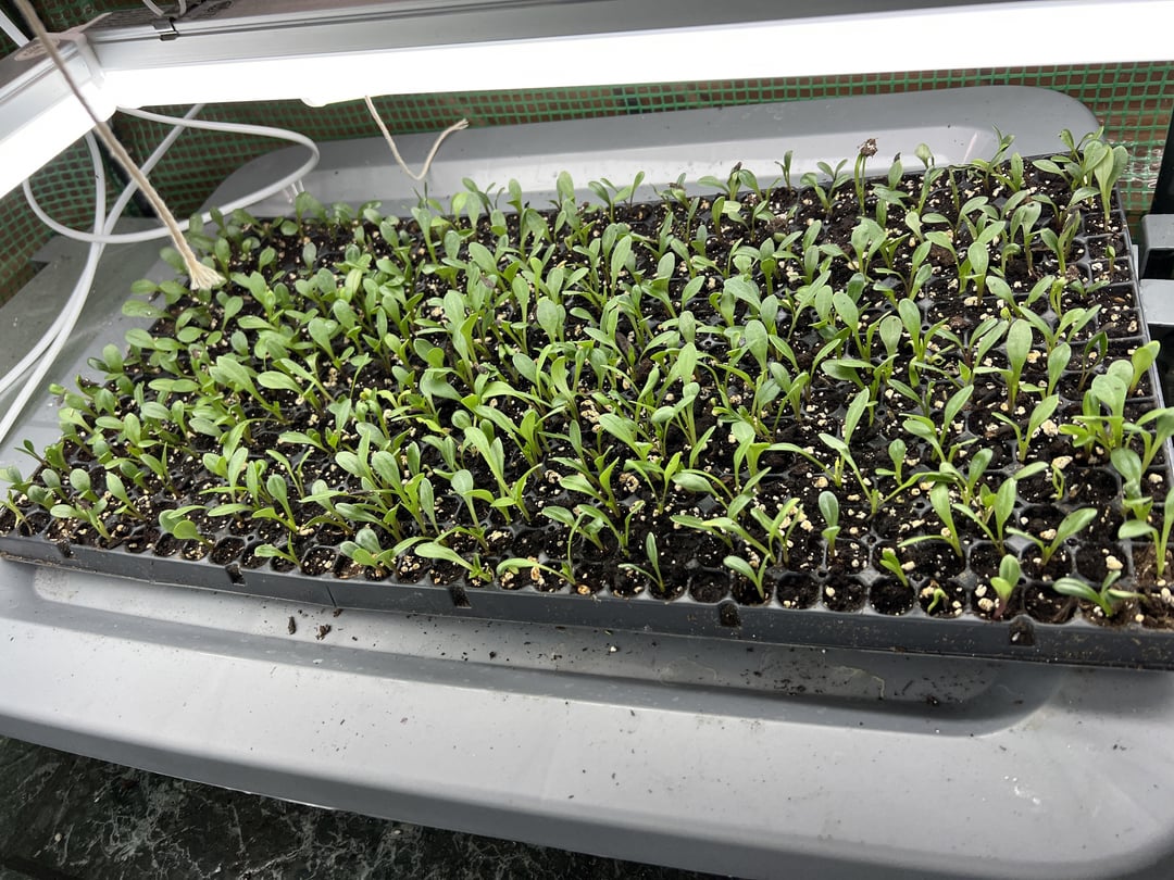 how-long-can-i-wait-before-planting-out-all-for-gardening