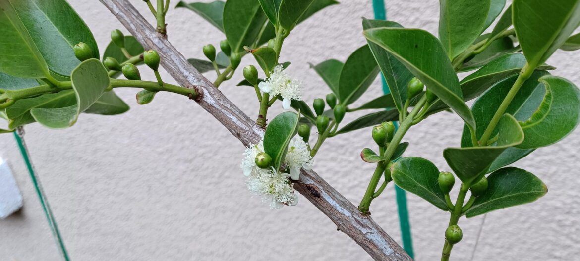 My Lemon Guava flowered!