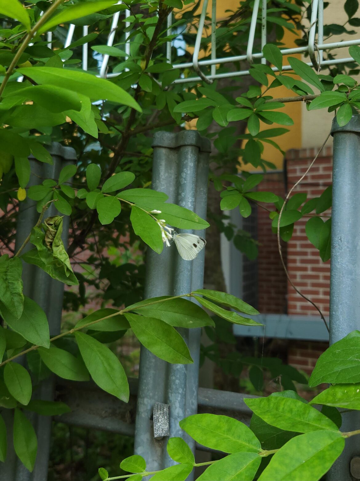 Although considered invasive in many regions, the Amur Privet(Ligustrum obtusifolium) can provide tons of food for pollinators if it is in its native habitat[Republic of Korea]