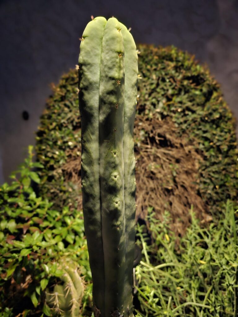 Medicactus After-hours