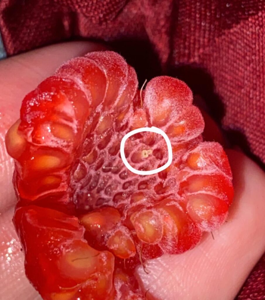 What are these little white/yellow things in my raspberries?