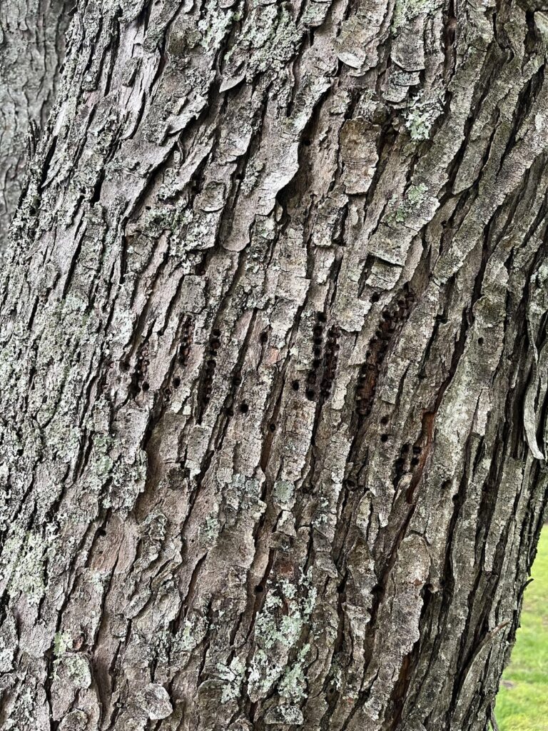 My maple trees have holes in them and some bark is black with saw dust like consistency behind it. These are massive and right by the house. Leaves are still green as dollars. What should I do?
