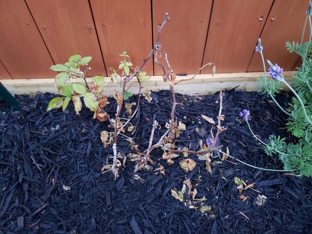 Struggling with raspberry bush.
