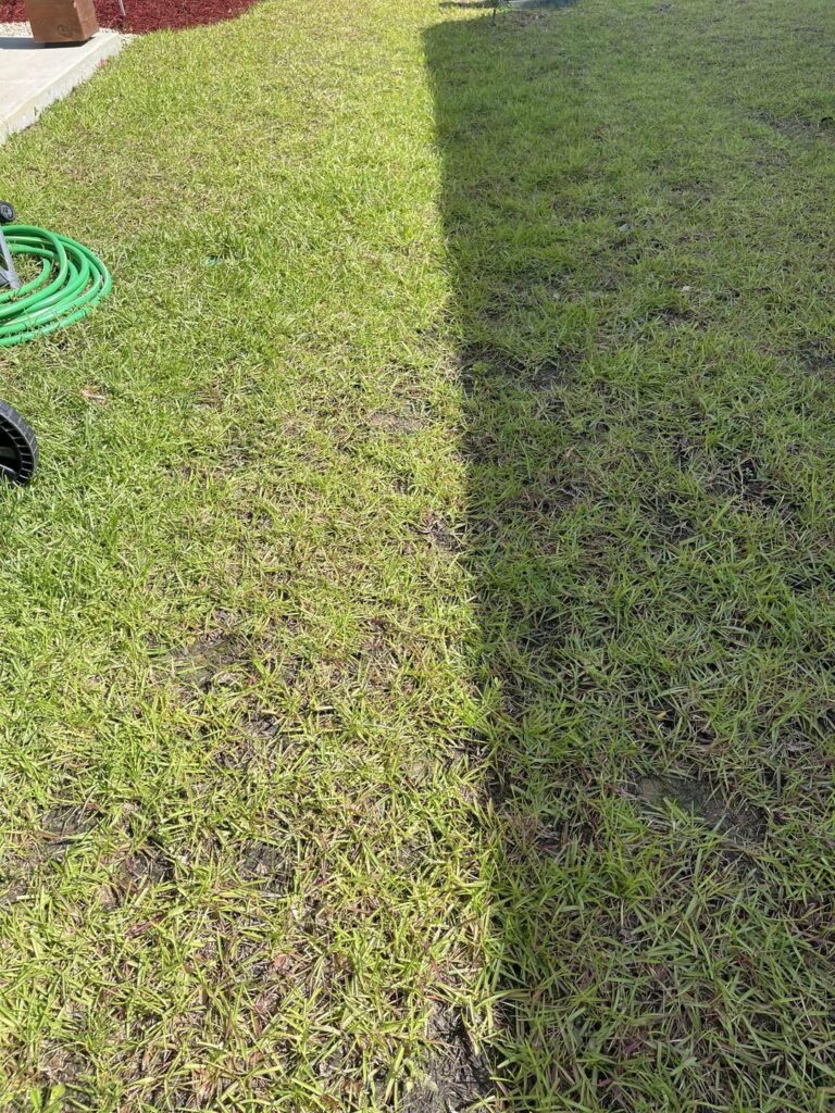 St. Augustine grass possibly dying