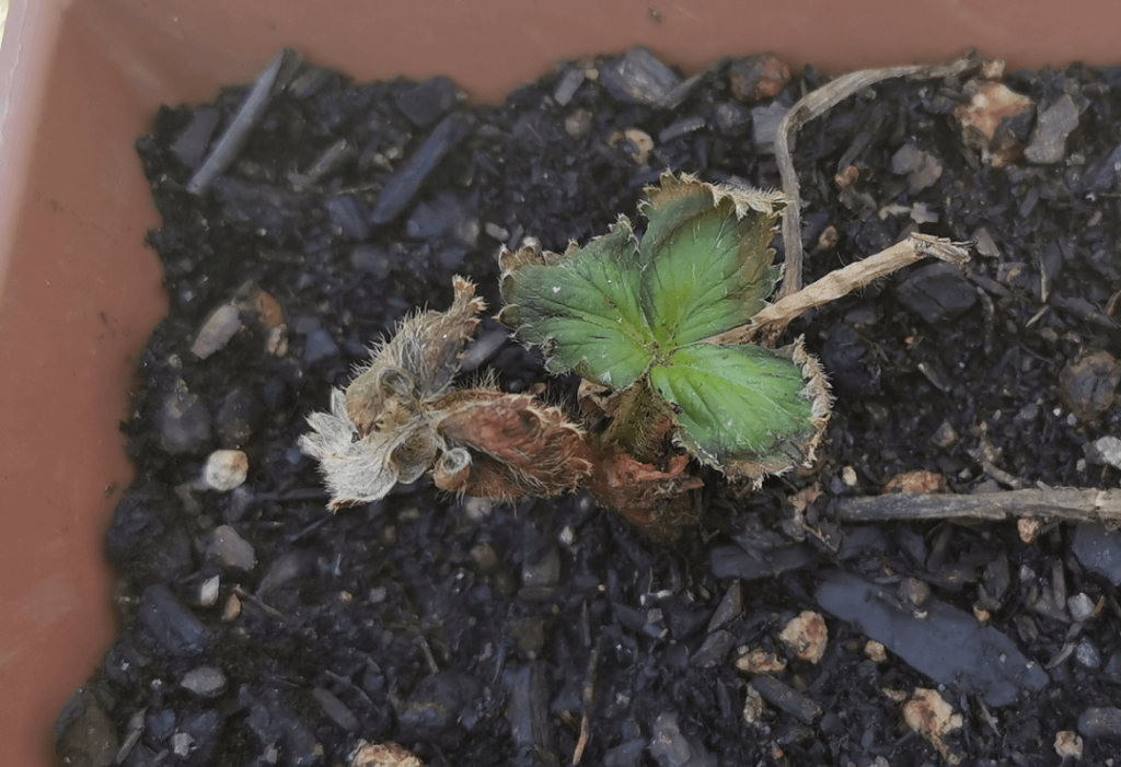 I got some bareroot strawberries a while ago, any idea why this is happening and how to save them?