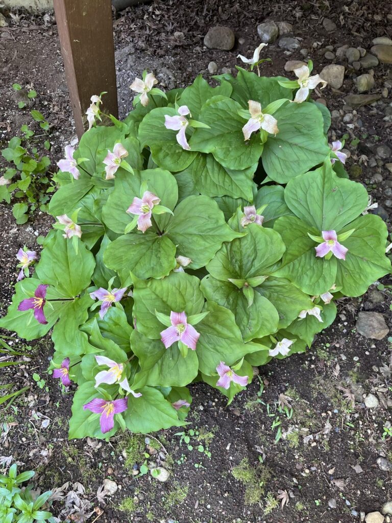 PNW Native Plants we have added over the years