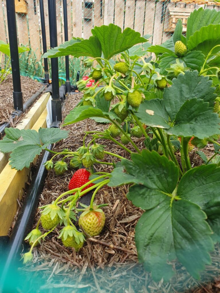 First strawberry of 2023