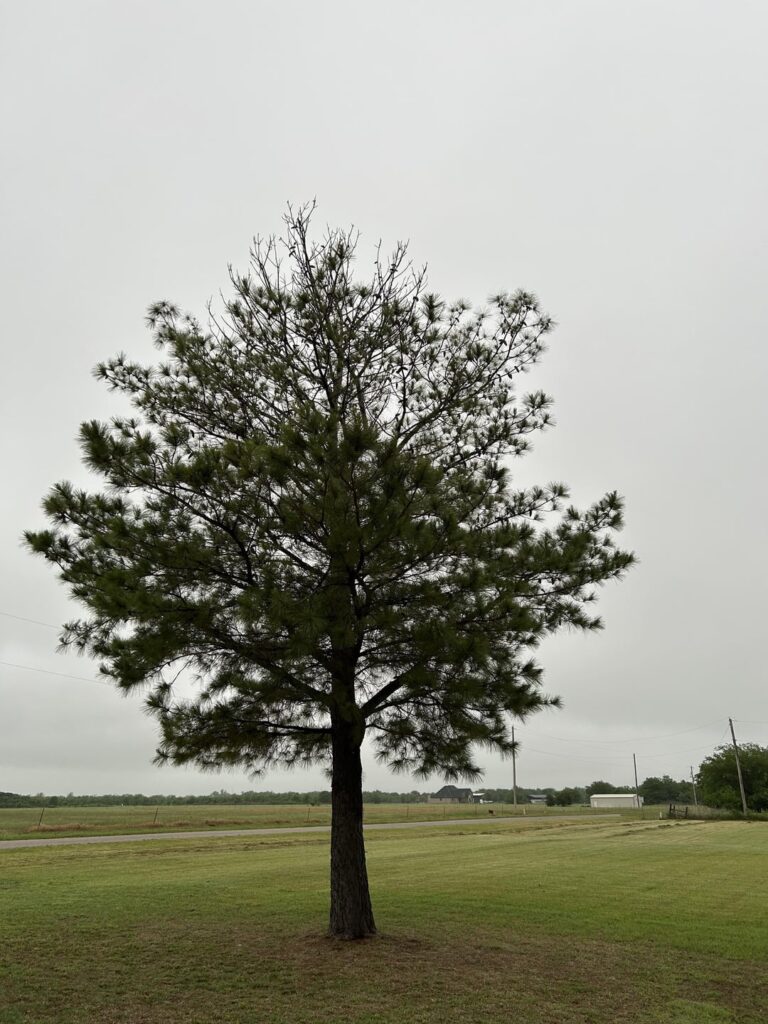 Help identifying what’s wrong with pine tree. What can cause the top to die like this and can it be saved?